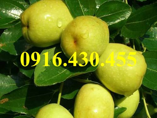 Cây giống táo đào vàng